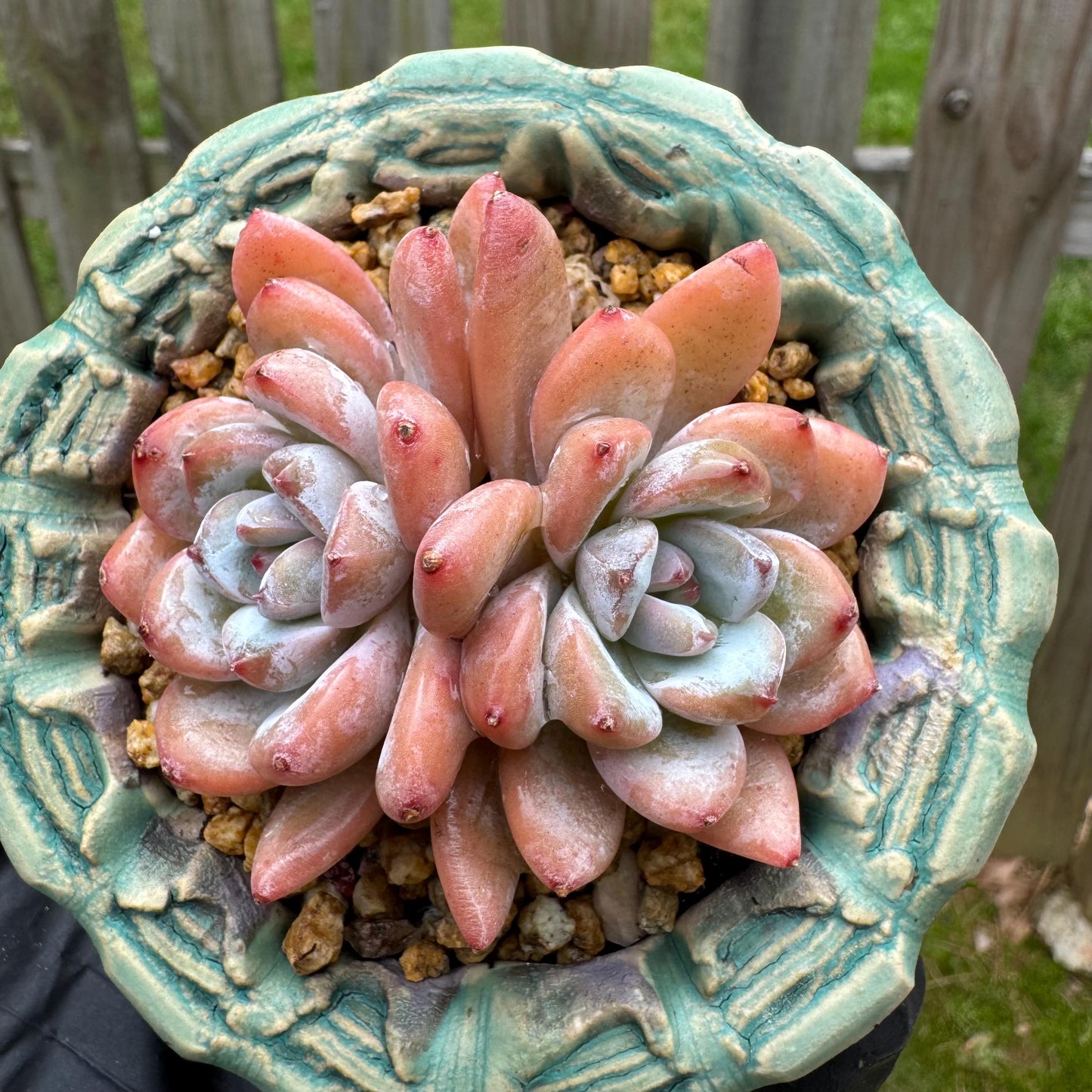 Rare succulents plants, Echeveria 'Star snow', 2.5inches
