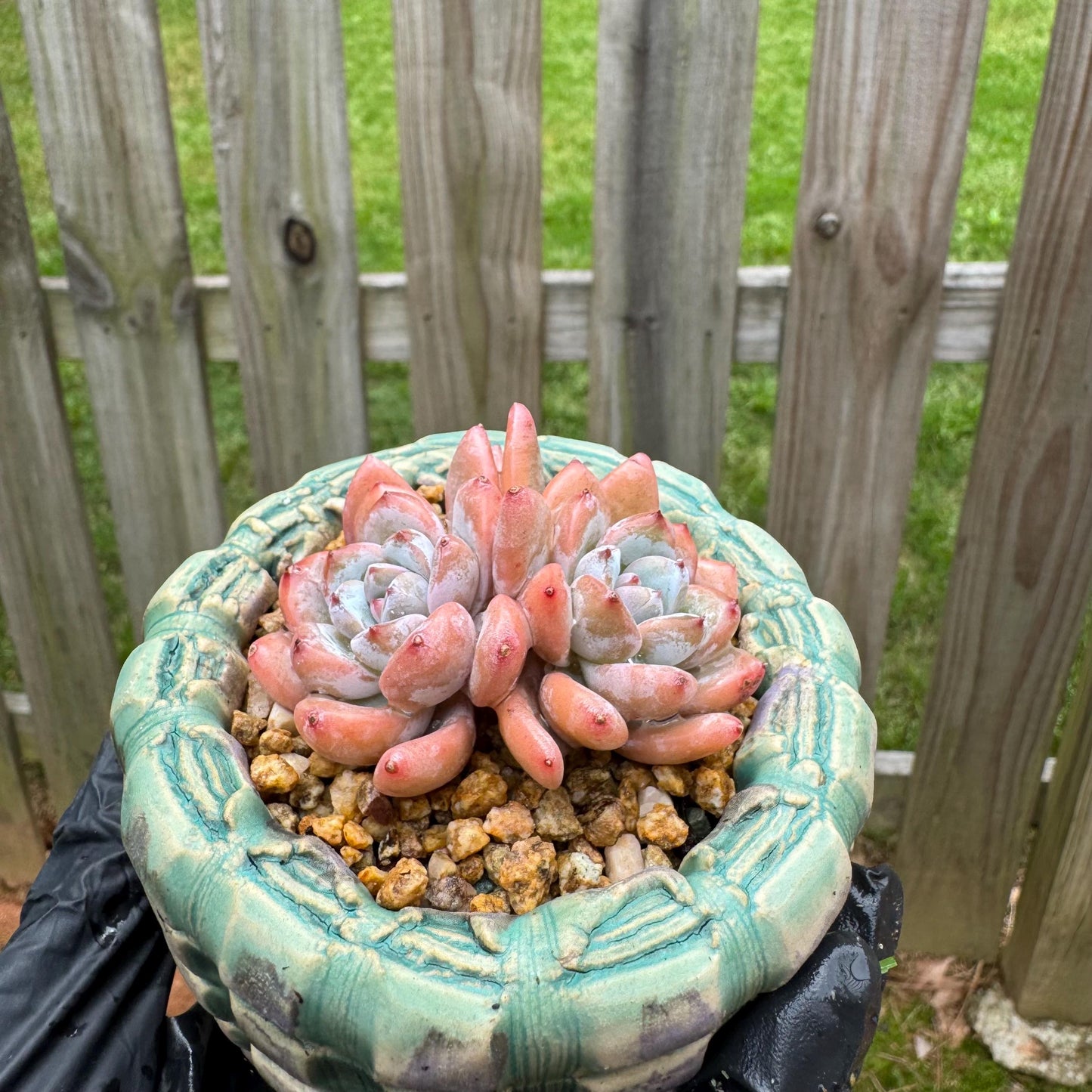 Rare succulents plants, Echeveria 'Star snow', 2.5inches