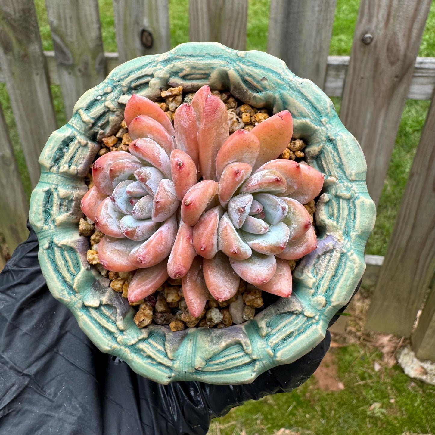 Rare succulents plants, Echeveria 'Star snow', 2.5inches