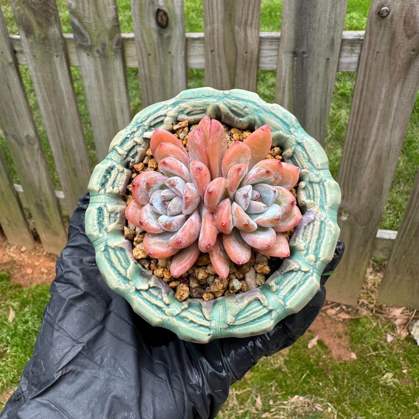 Rare succulents plants, Echeveria 'Star snow', 2.5inches