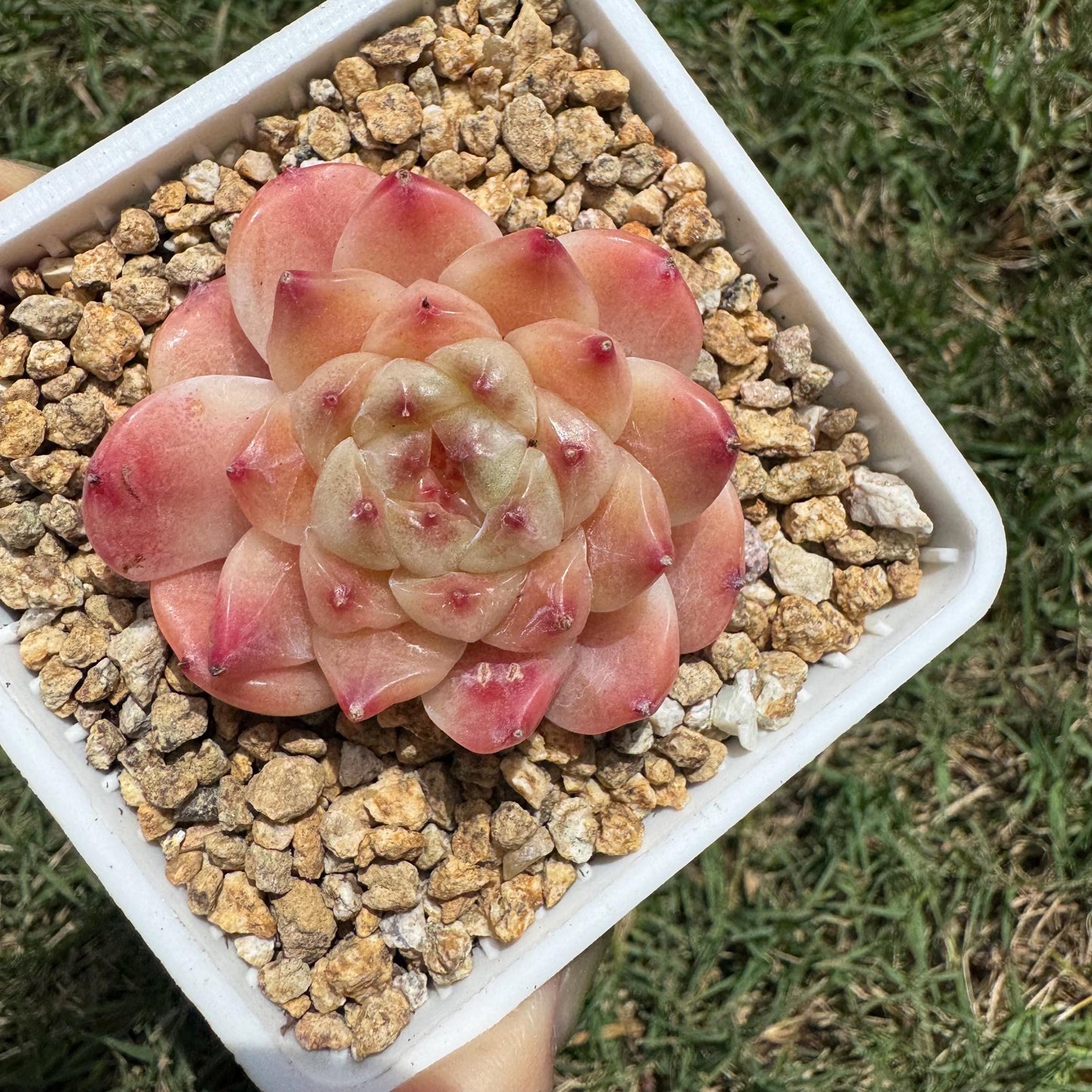 Rare succulents, Echeveria 'Apparition hybrid' , 1.9inches