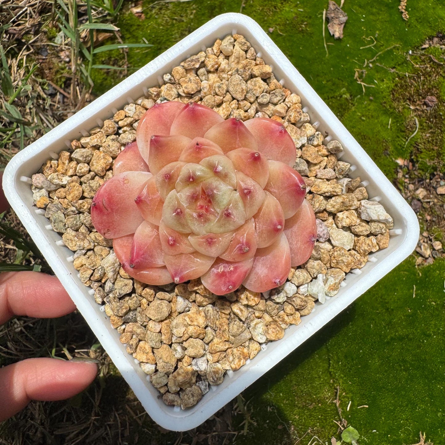 Rare succulents, Echeveria 'Apparition hybrid' , 1.9inches