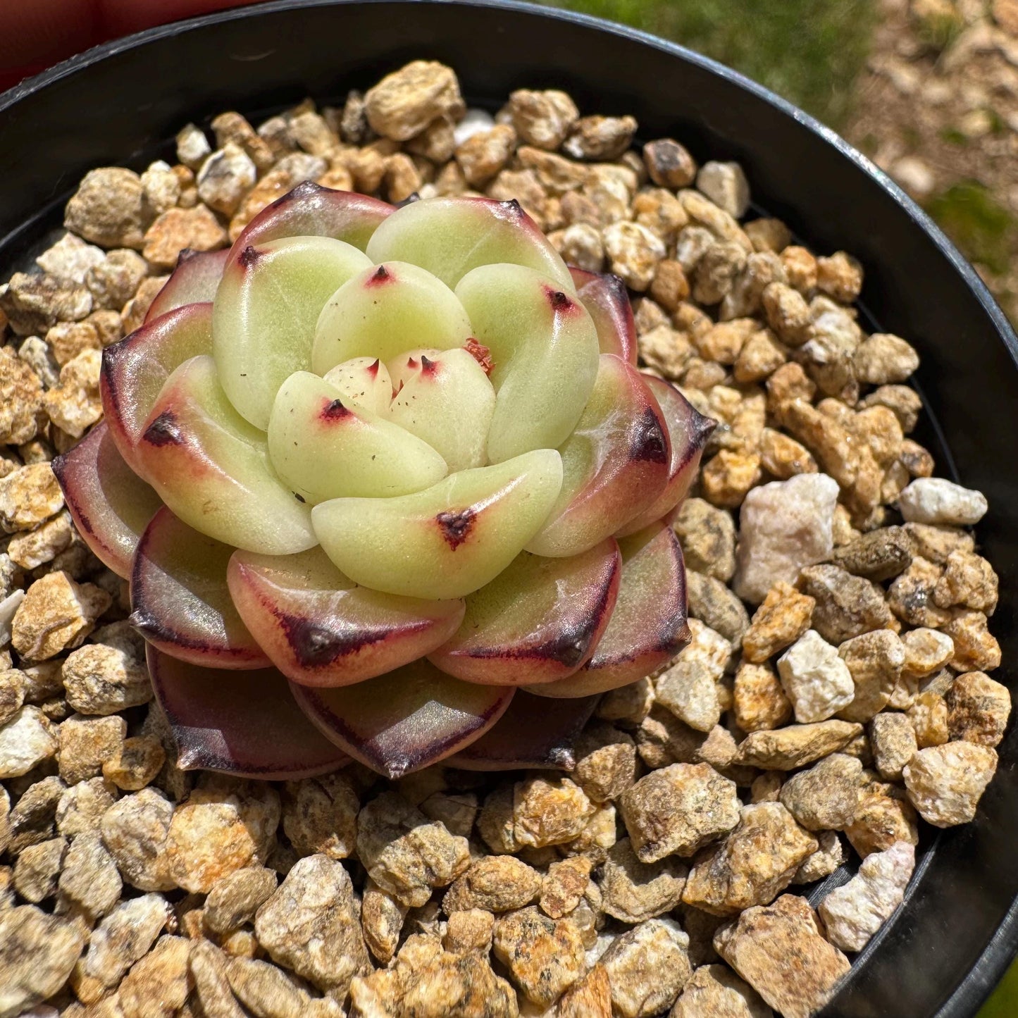 Echeveria 'jenny hybrid’ , little single head, 1.3inches