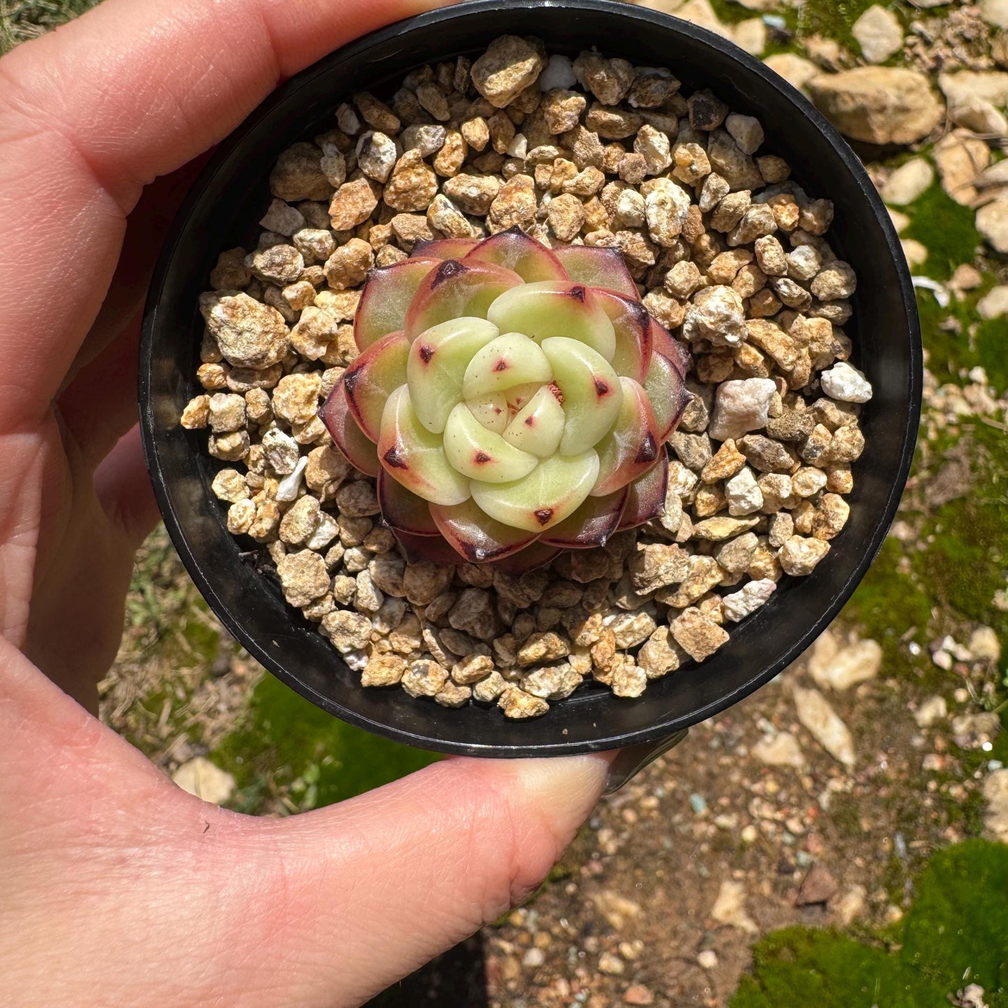 Echeveria 'jenny hybrid’ , little single head, 1.3inches