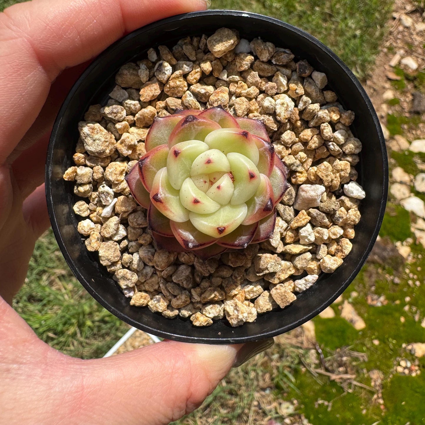 Echeveria 'jenny hybrid’ , little single head, 1.3inches