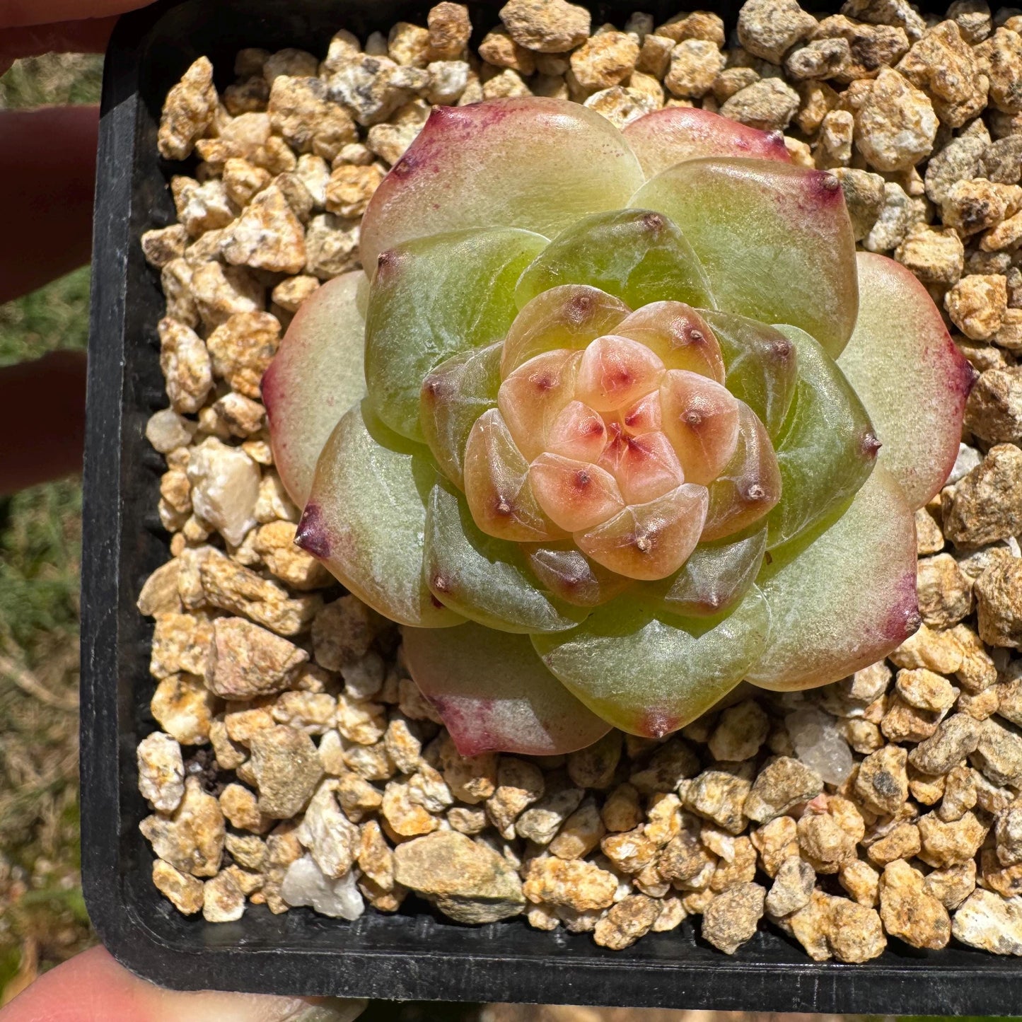 Echeveria 'jenny hybrid’ , little single head, 1.5inches