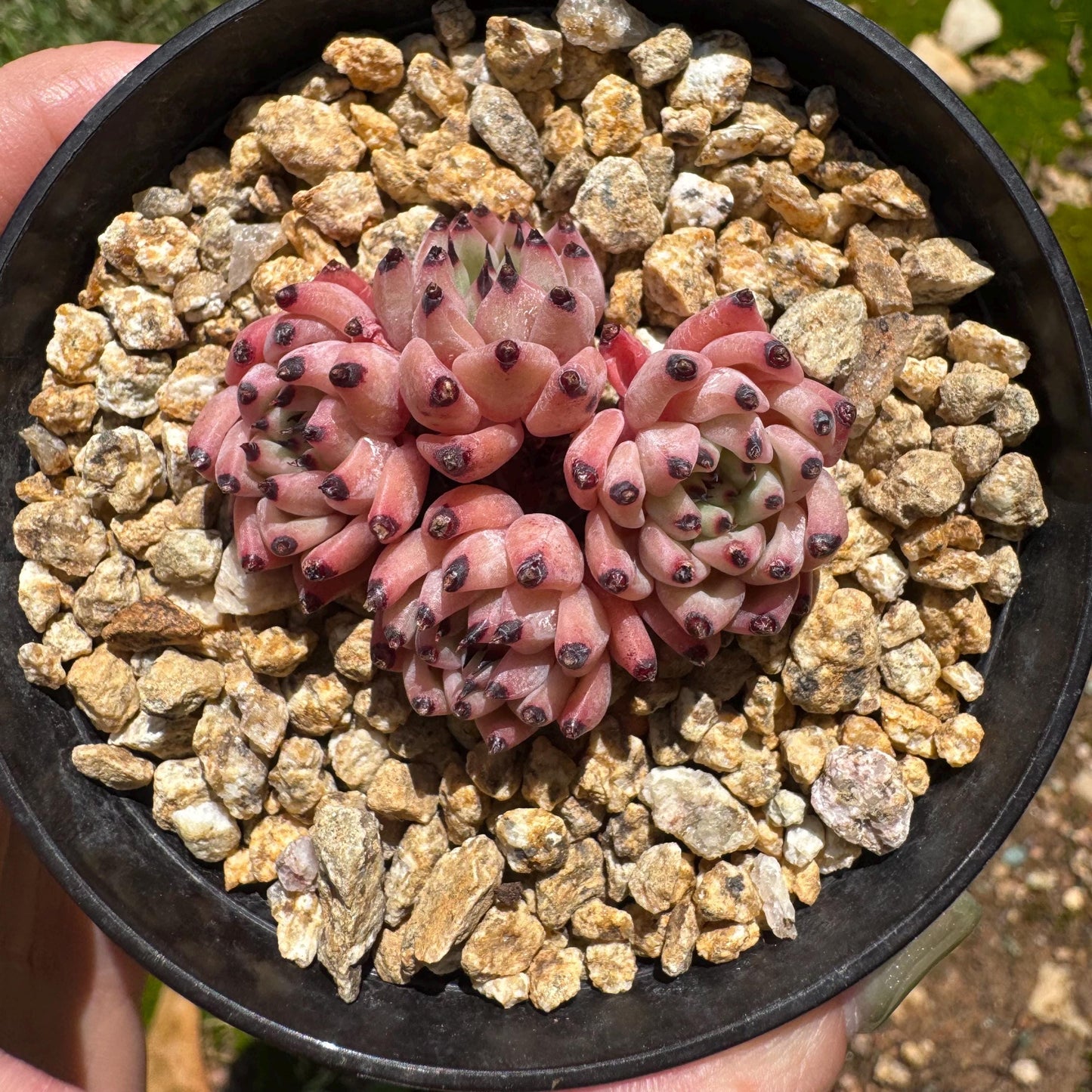 Echeveria 'cuspidata var. gemmula' small cluster, 4heads , 1.6inches