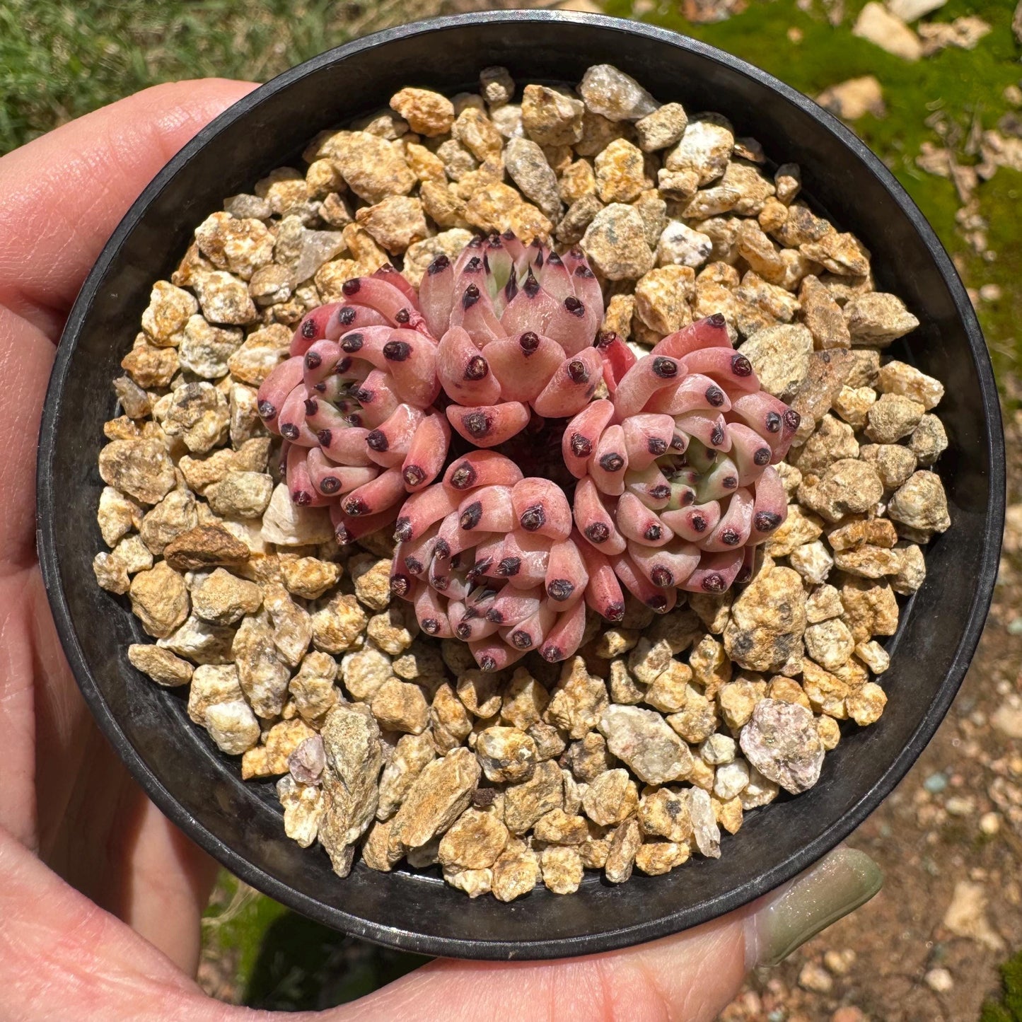 Echeveria 'cuspidata var. gemmula' small cluster, 4heads , 1.6inches