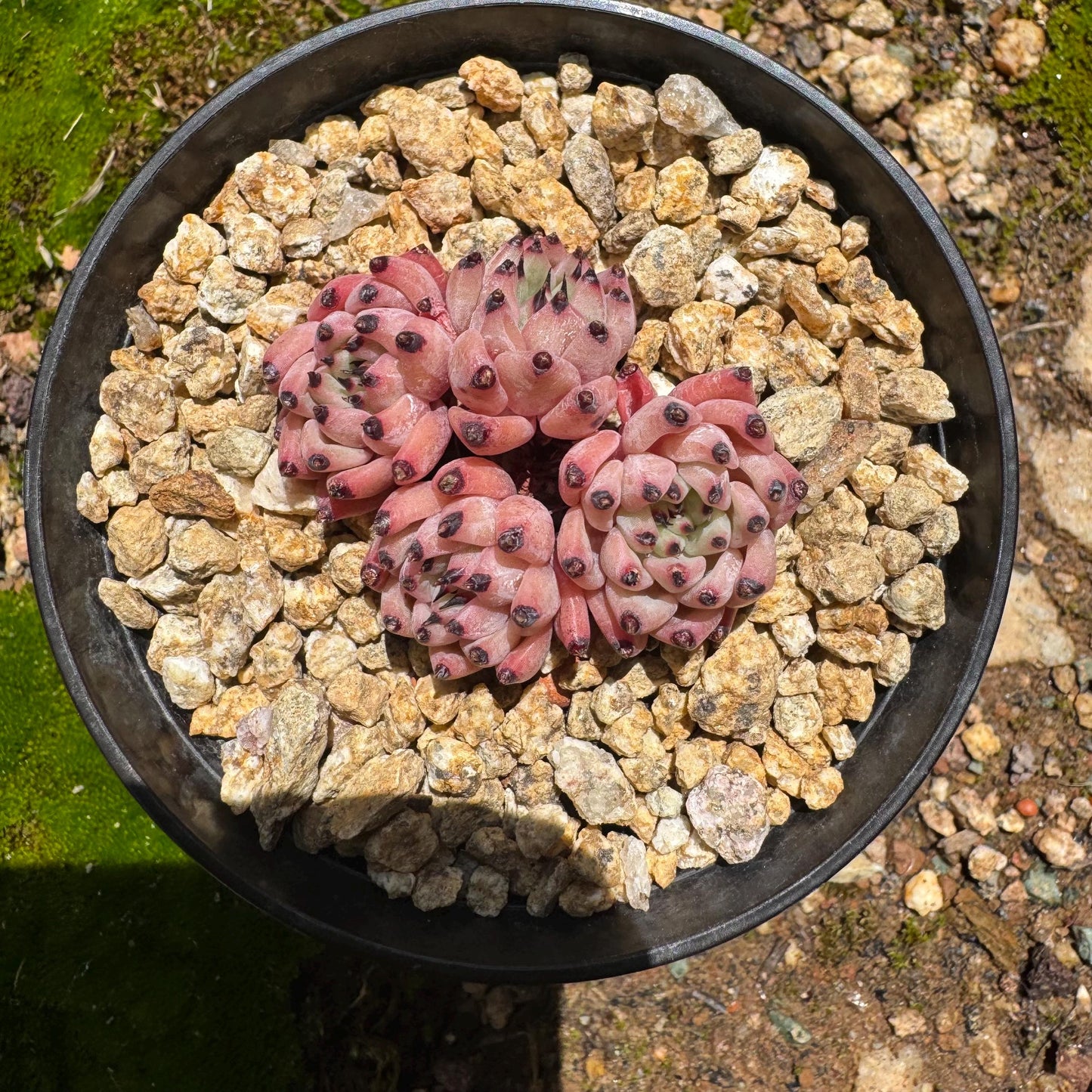 Echeveria 'cuspidata var. gemmula' small cluster, 4heads , 1.6inches