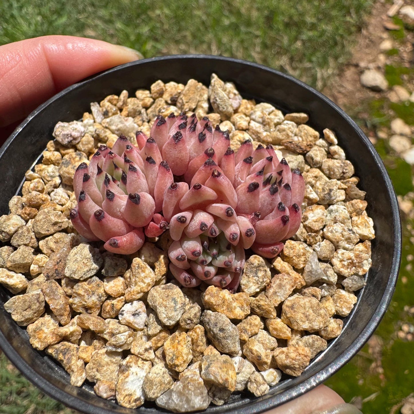 Echeveria 'cuspidata var. gemmula' small cluster, 4heads , 1.6inches