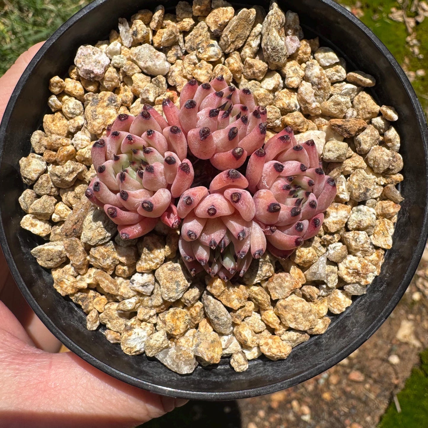 Echeveria 'cuspidata var. gemmula' small cluster, 4heads , 1.6inches