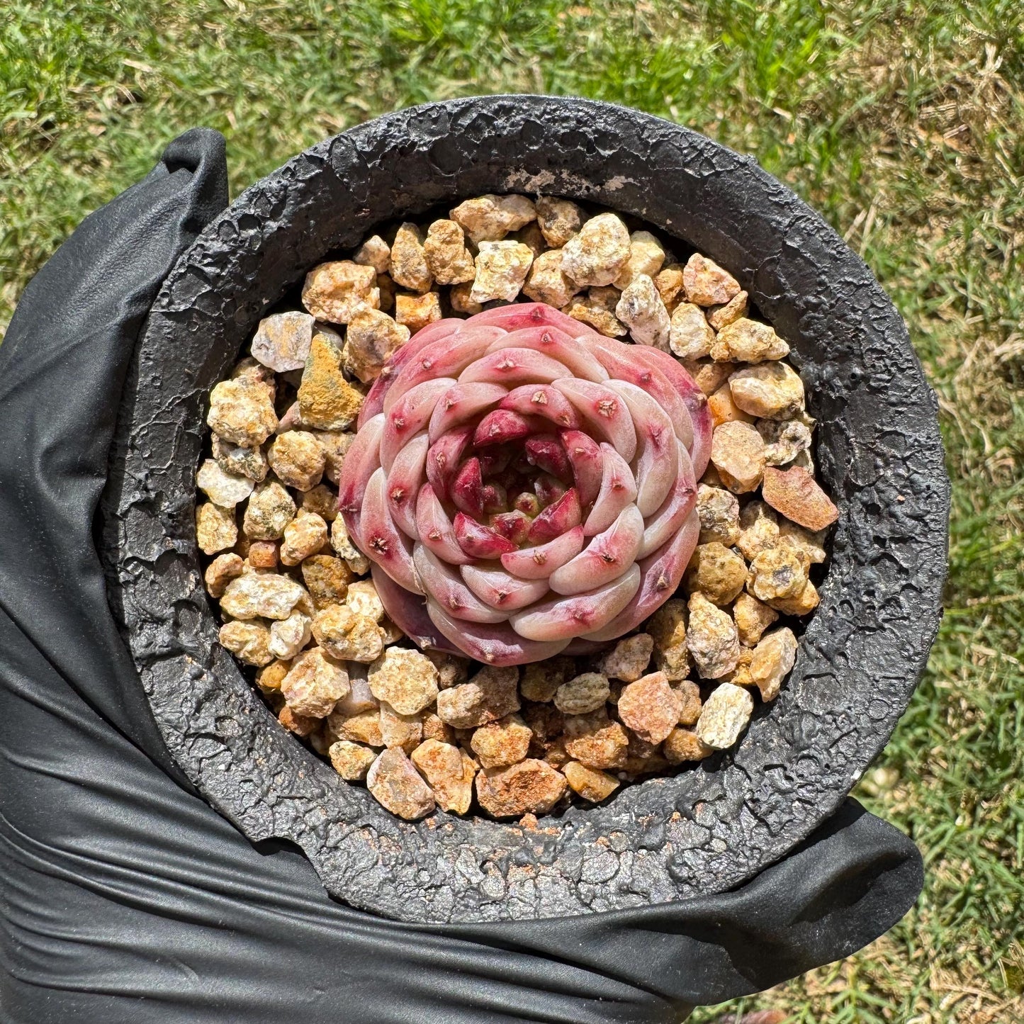Rare succulents, Echeveria 'red velvet' ,1.5inches