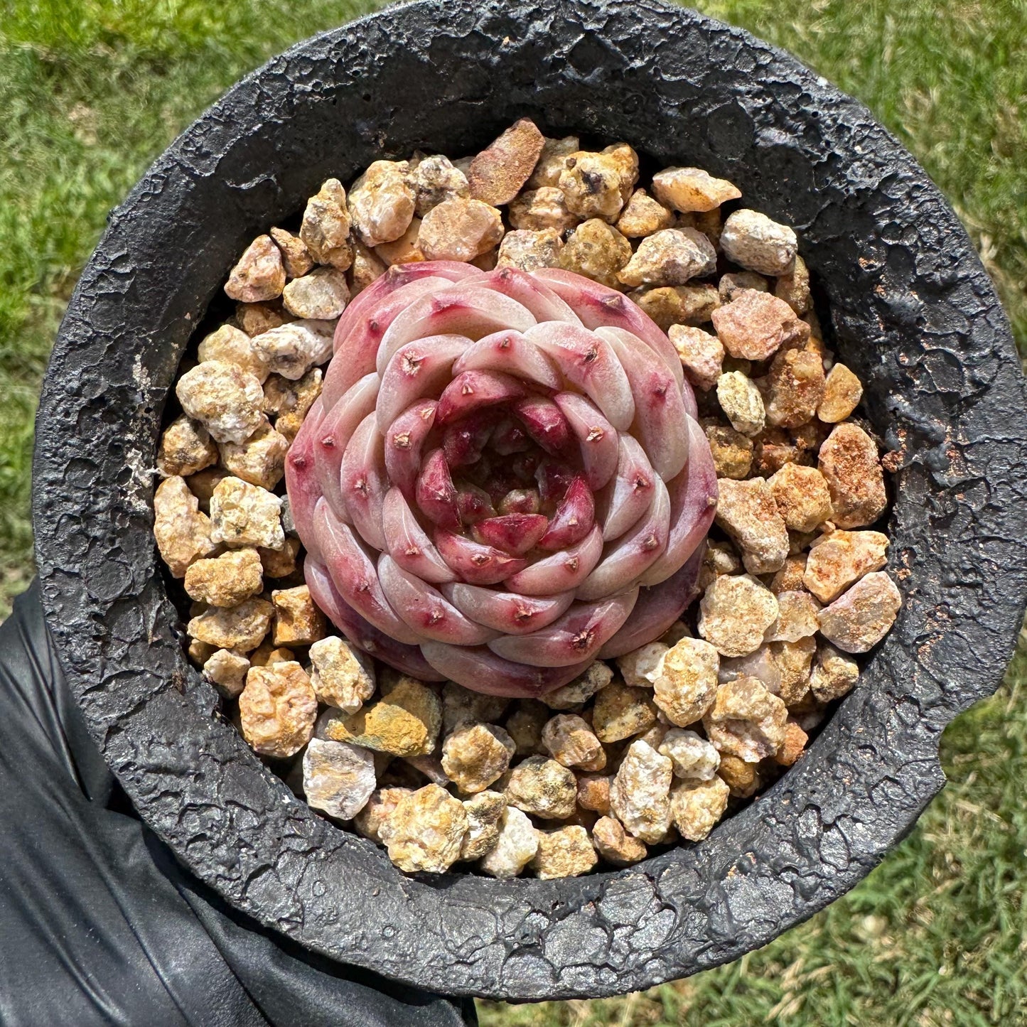 Rare succulents, Echeveria 'red velvet' ,1.5inches