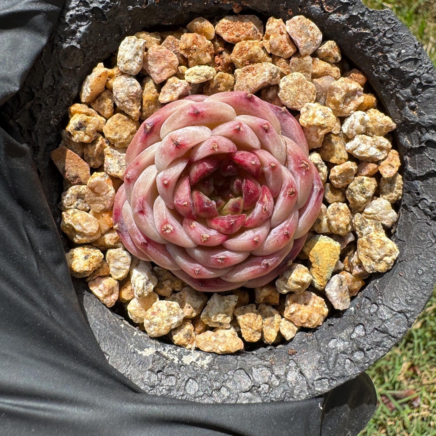 Rare succulents, Echeveria 'red velvet' ,1.5inches