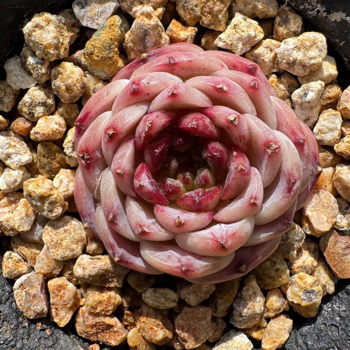 Rare succulents, Echeveria 'red velvet' ,1.5inches