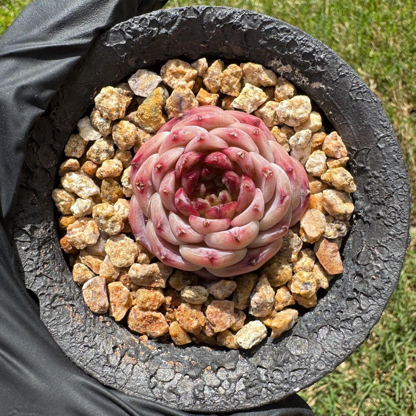 Rare succulents, Echeveria 'red velvet' ,1.5inches