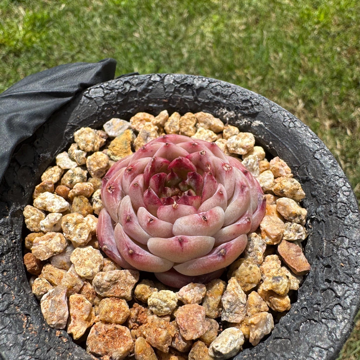 Rare succulents, Echeveria 'red velvet' ,1.5inches