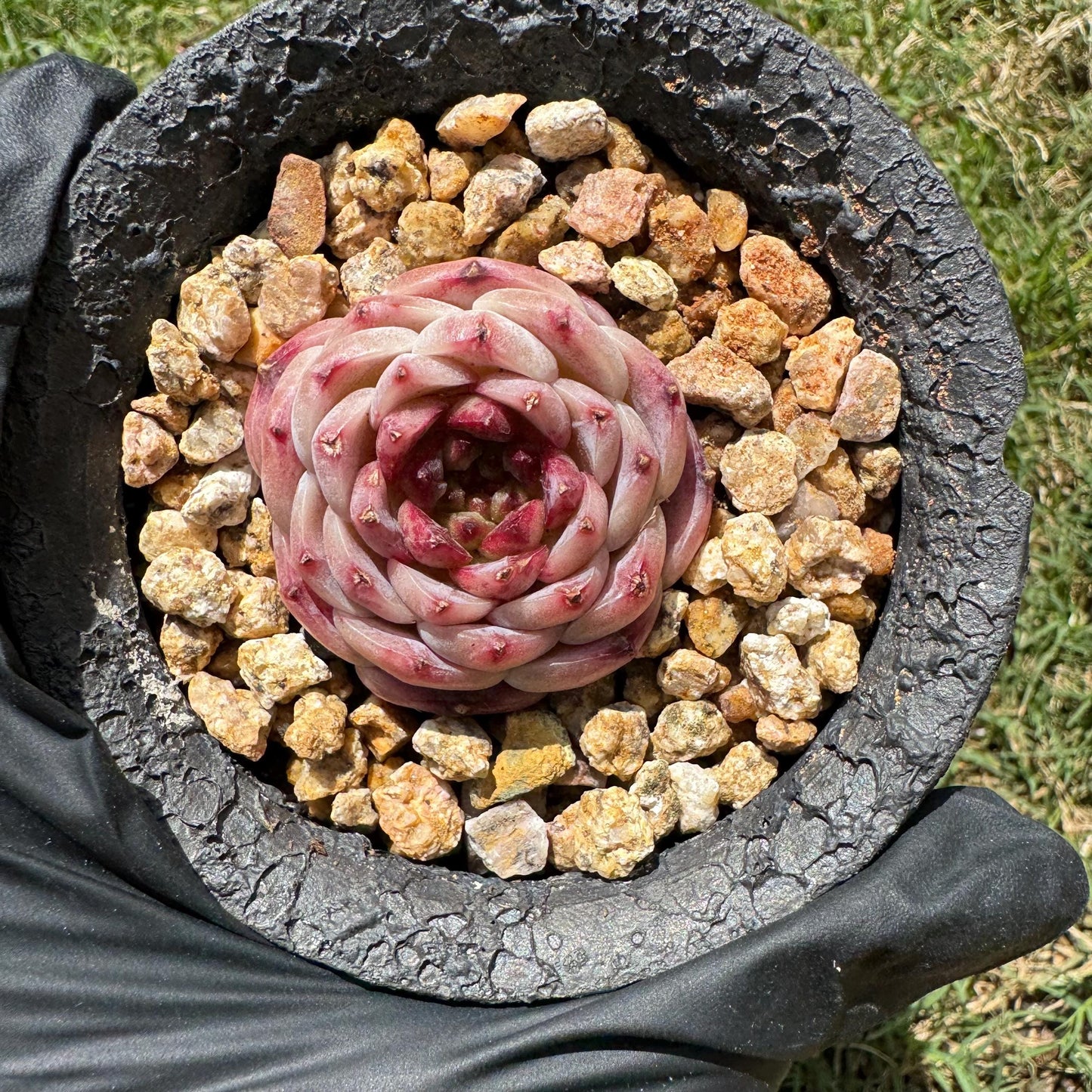 Rare succulents, Echeveria 'red velvet' ,1.5inches