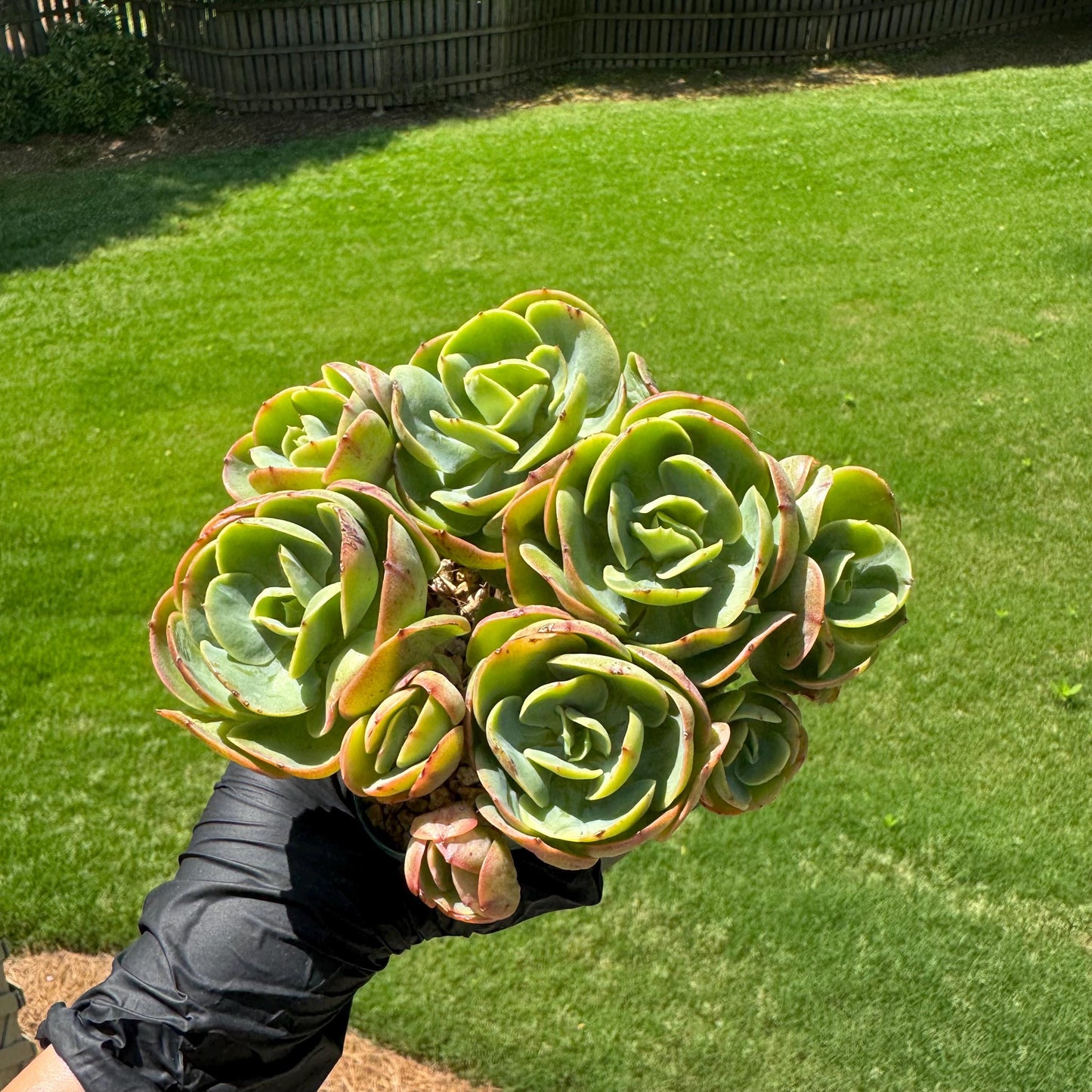 Rare live succulent, Echeveria 'Peach Pride' cluster, 5.8inches, Bare Root