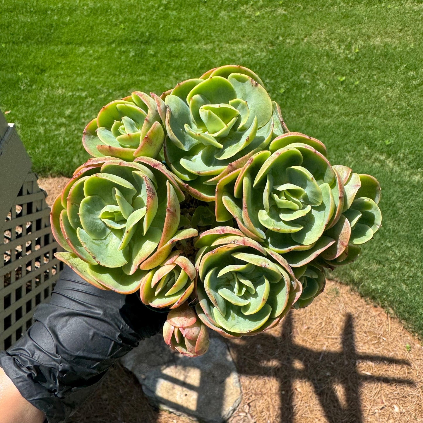 Rare live succulent, Echeveria 'Peach Pride' cluster, 5.8inches, Bare Root