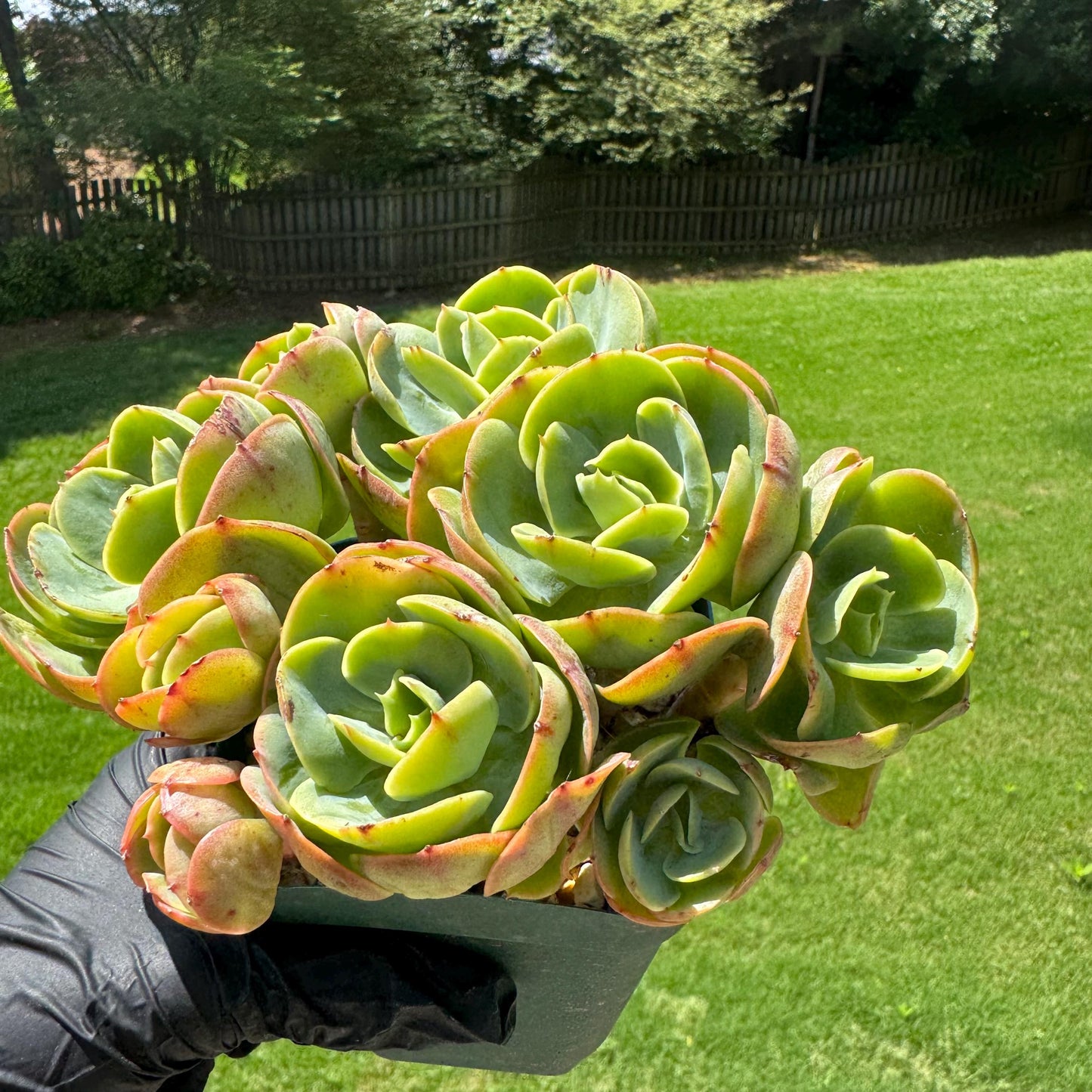 Rare live succulent, Echeveria 'Peach Pride' cluster, 5.8inches, Bare Root
