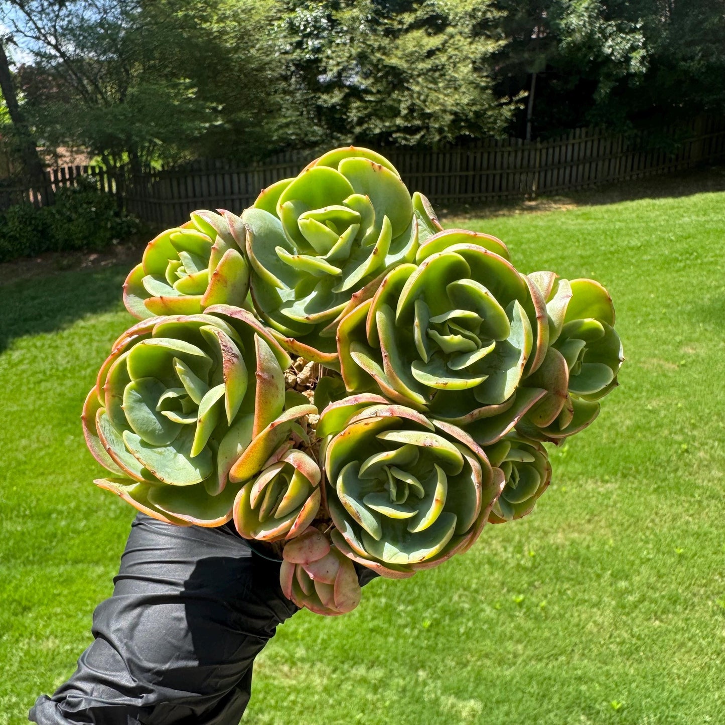 Rare live succulent, Echeveria 'Peach Pride' cluster, 5.8inches, Bare Root