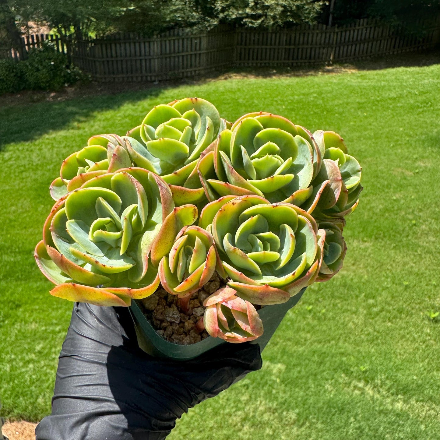 Rare live succulent, Echeveria 'Peach Pride' cluster, 5.8inches, Bare Root
