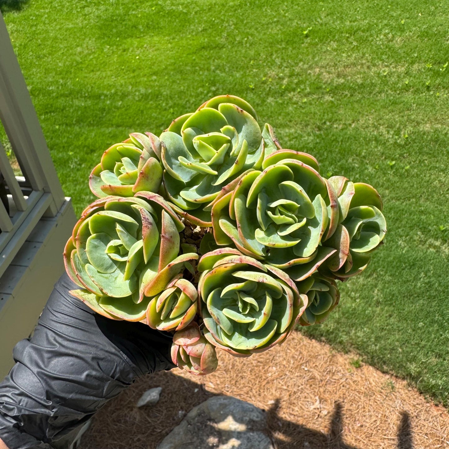 Rare live succulent, Echeveria 'Peach Pride' cluster, 5.8inches, Bare Root