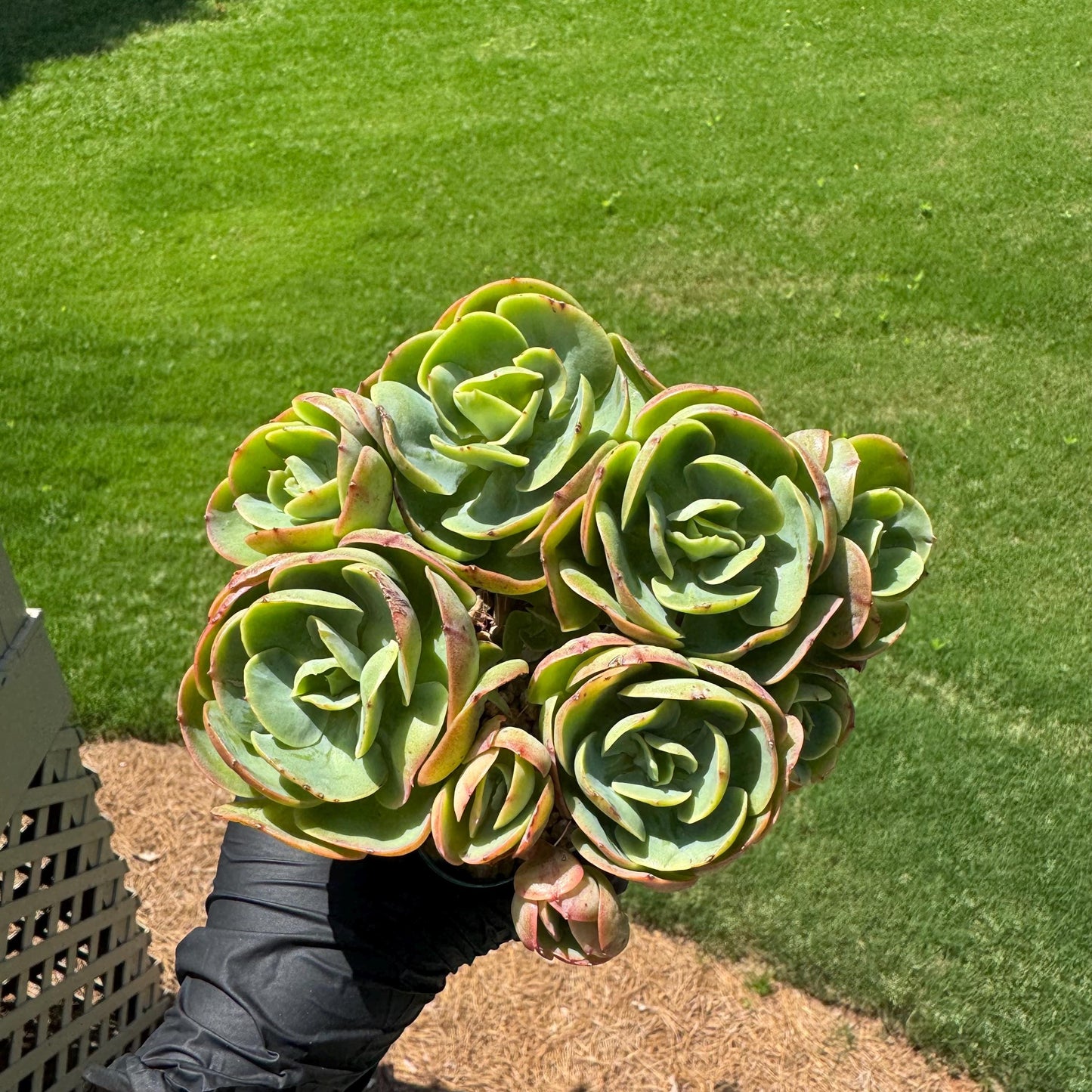 Rare live succulent, Echeveria 'Peach Pride' cluster, 5.8inches, Bare Root