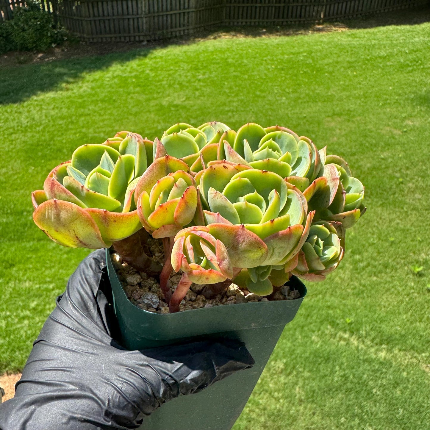 Rare live succulent, Echeveria 'Peach Pride' cluster, 5.8inches, Bare Root