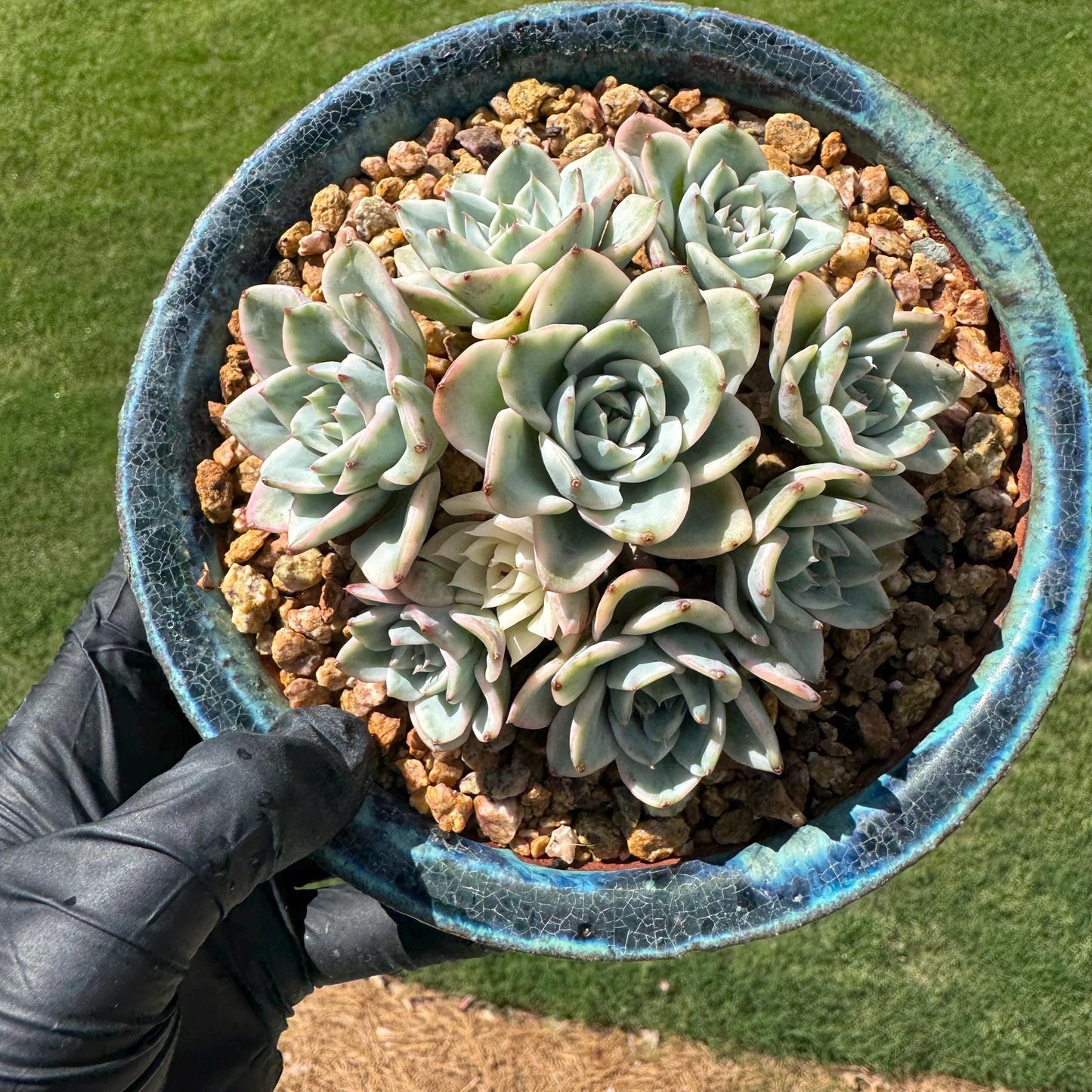 Rare Succulents plants, Echeveria 'Atlantis variegated' cluster, 3.2inches