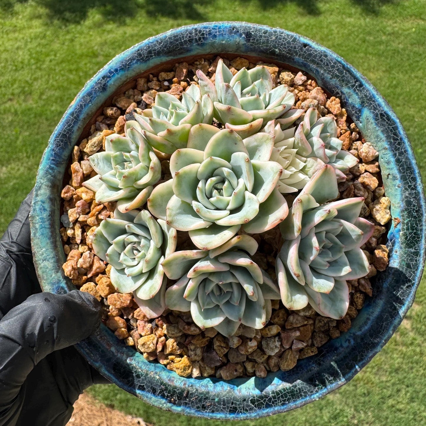 Rare Succulents plants, Echeveria 'Atlantis variegated' cluster, 3.2inches