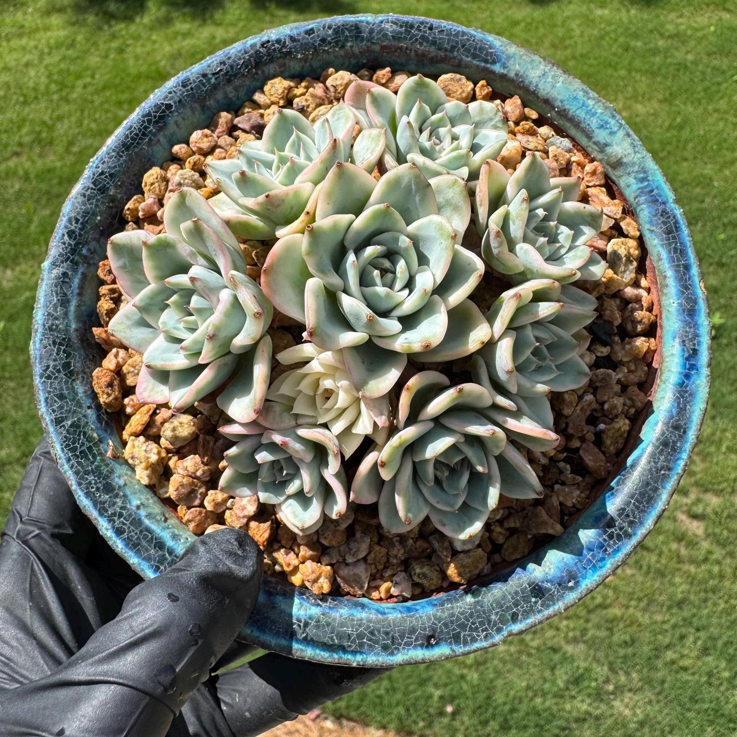 Rare Succulents plants, Echeveria 'Atlantis variegated' cluster, 3.2inches