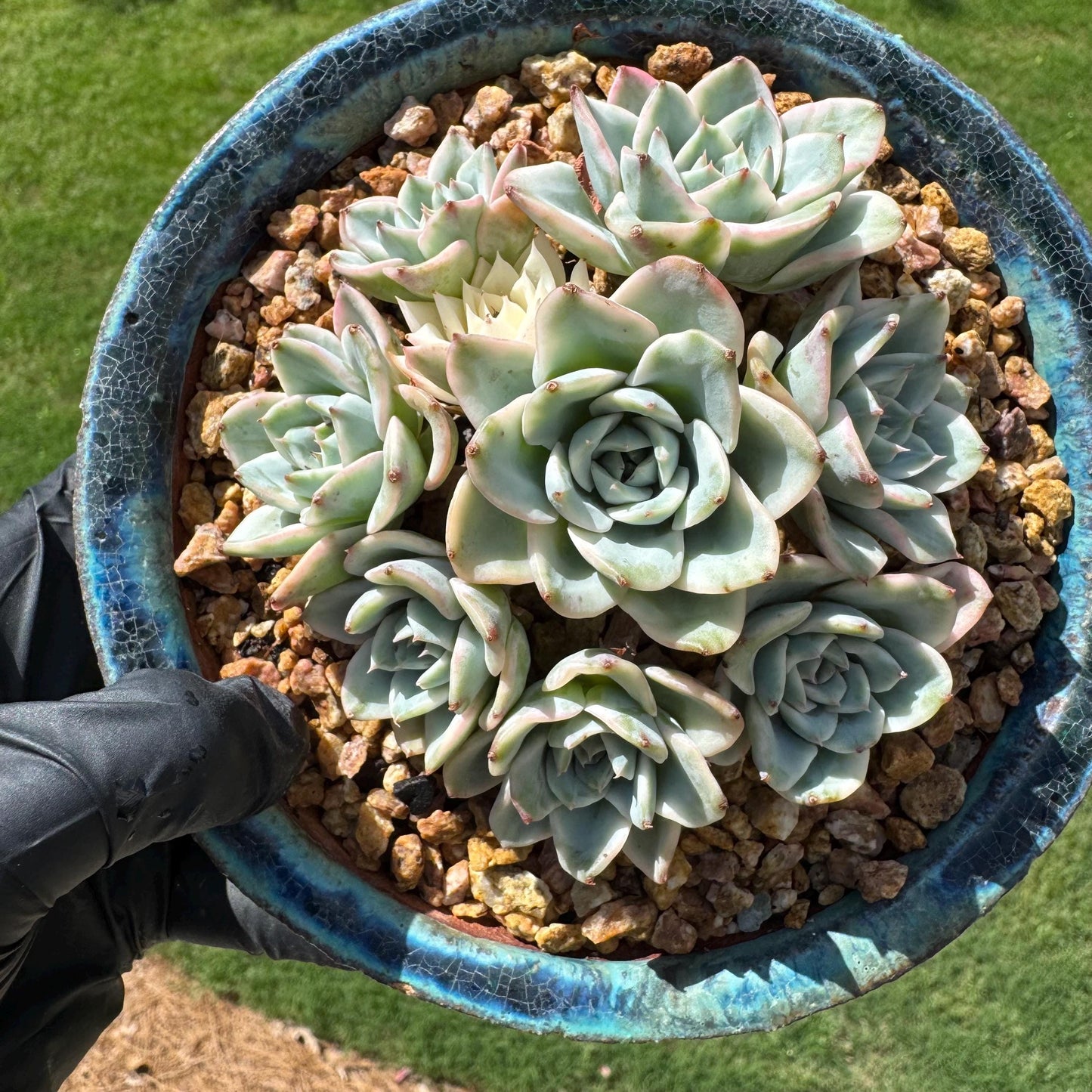 Rare Succulents plants, Echeveria 'Atlantis variegated' cluster, 3.2inches