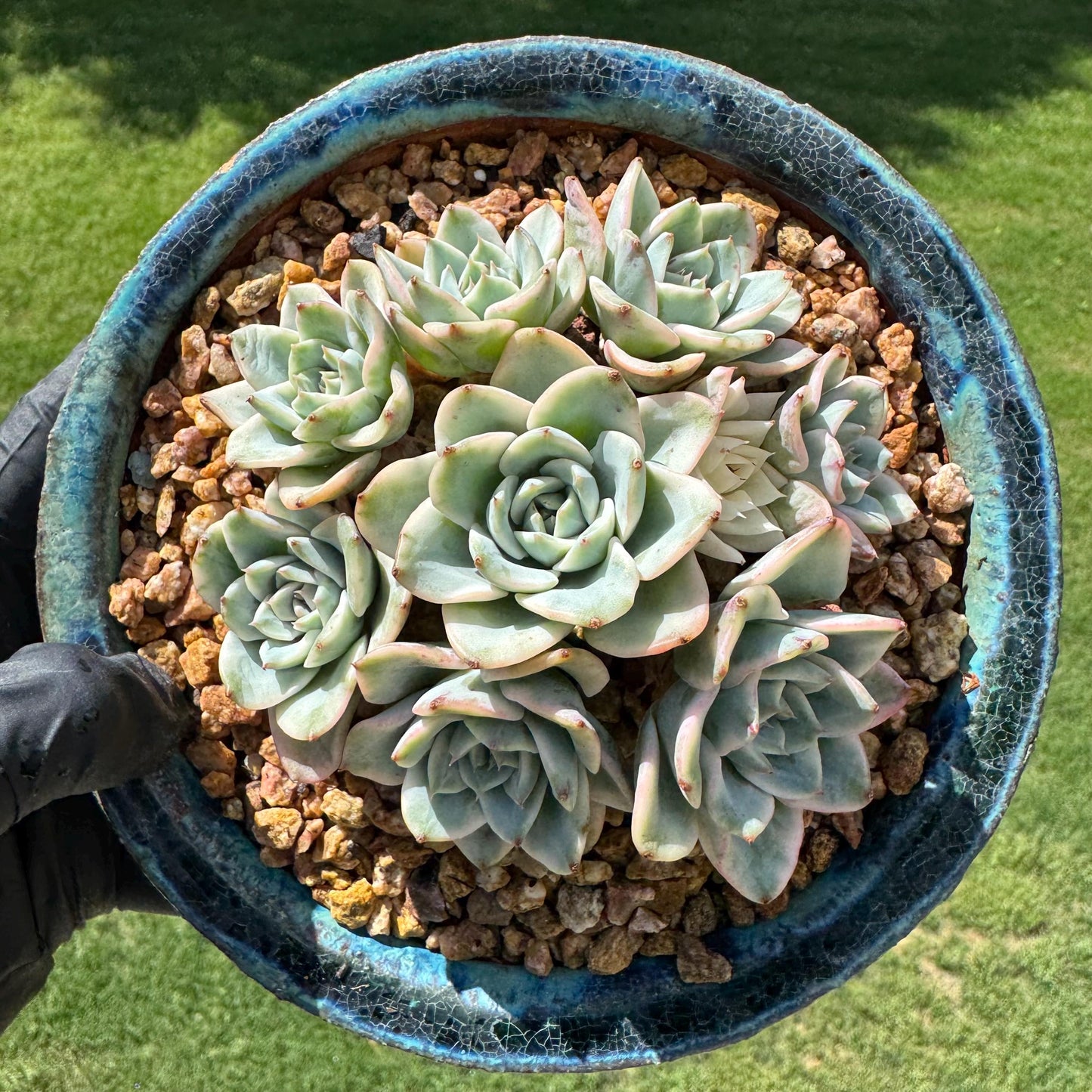 Rare Succulents plants, Echeveria 'Atlantis variegated' cluster, 3.2inches