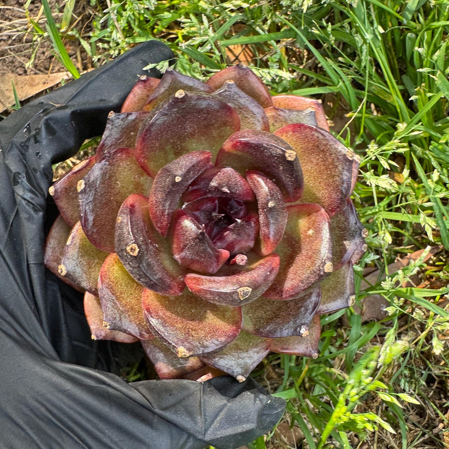 Rare succulents, Echeveria 'Obsidian ', 2.7inches