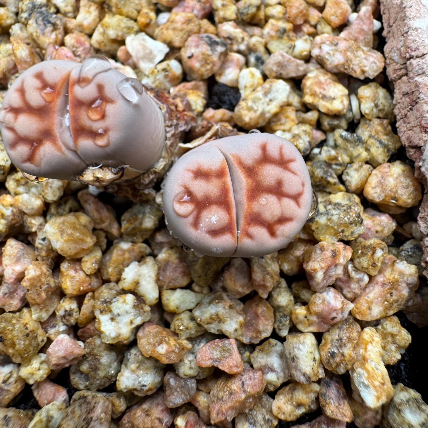 Rare succulents, 'Lithops' ,2heads, 1.1inches