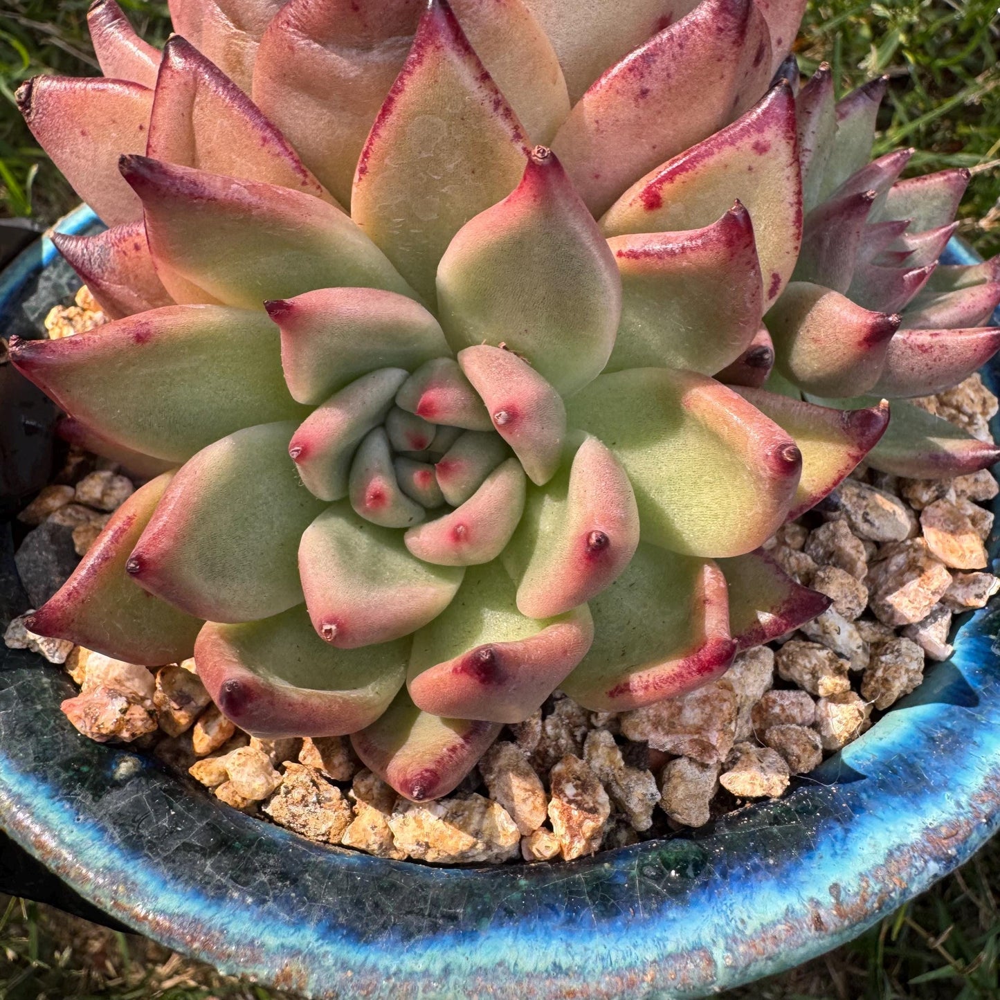 New succulents , Echeveria' agavoides Hybrid' cluster, 4inches