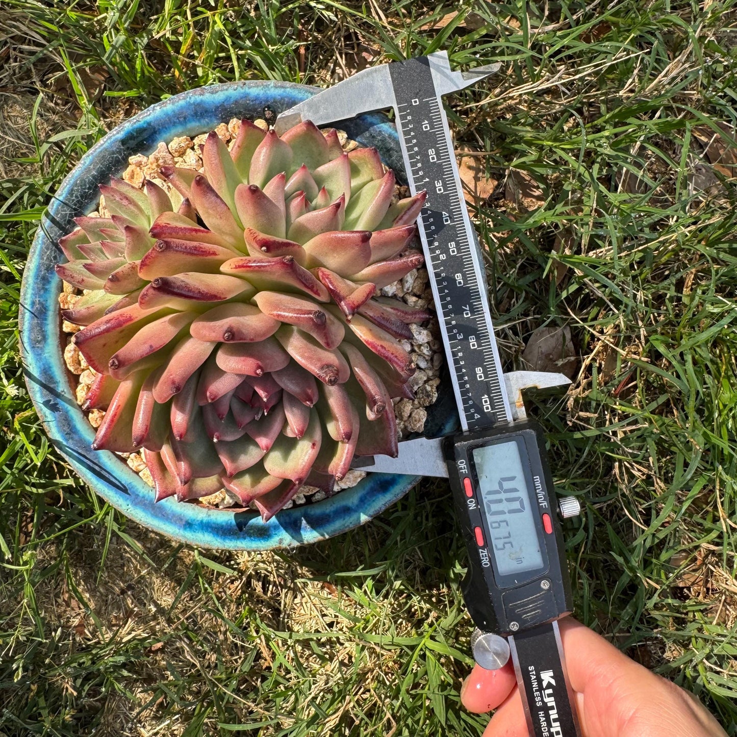 New succulents , Echeveria' agavoides Hybrid' cluster, 4inches