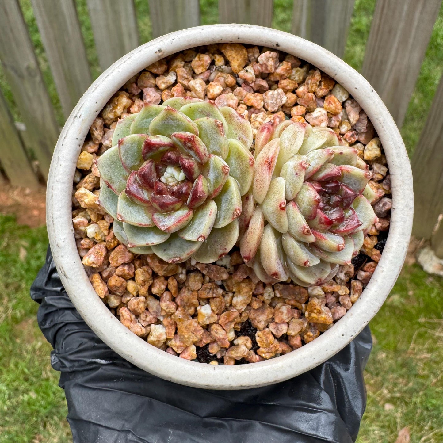 New succulents, Echeveria 'Red Velvet', 2heads, 2.7inches