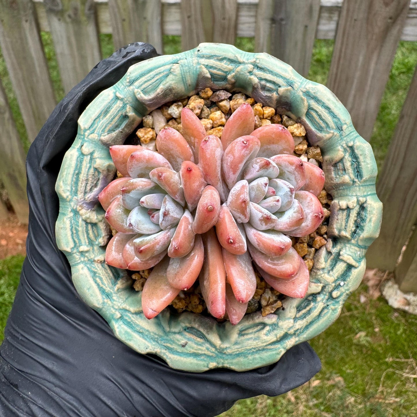 Rare succulents plants, Echeveria 'Star snow', 2.5inches