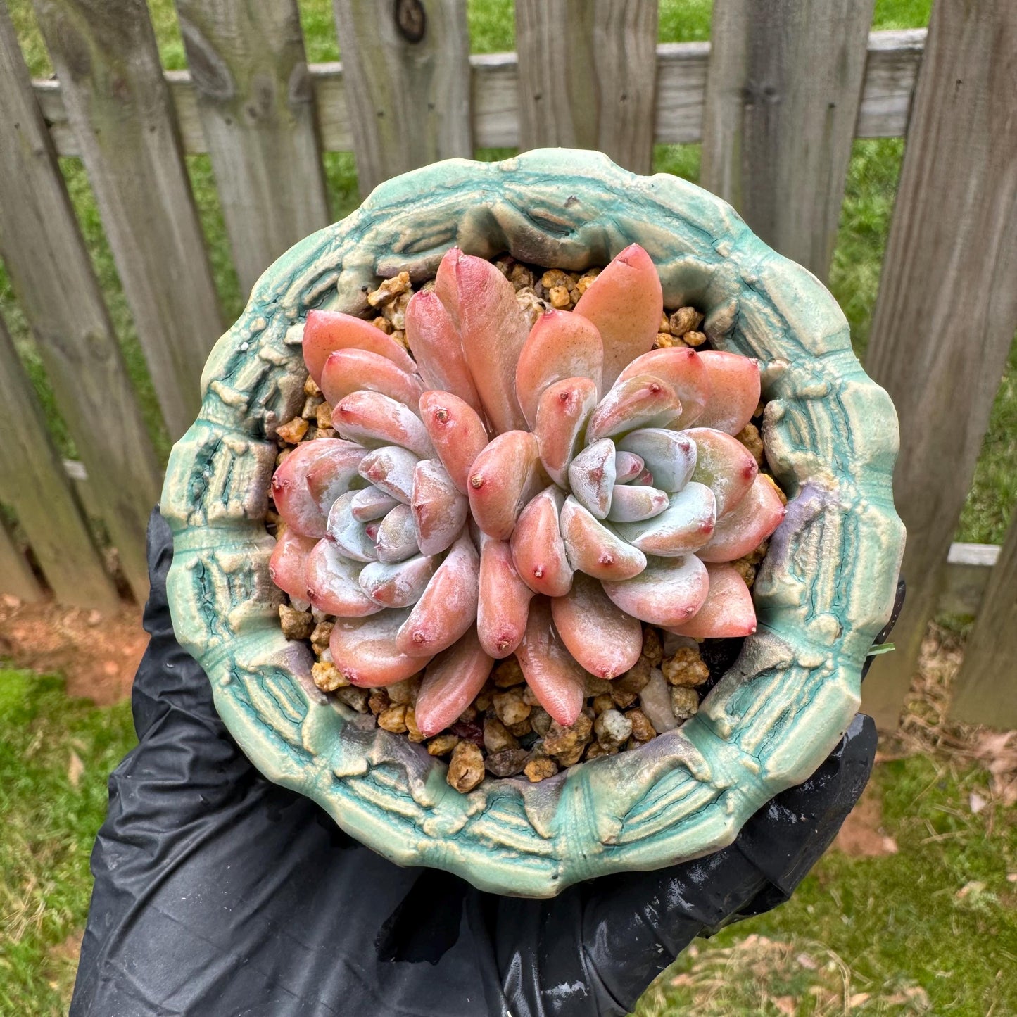 Rare succulents plants, Echeveria 'Star snow', 2.5inches