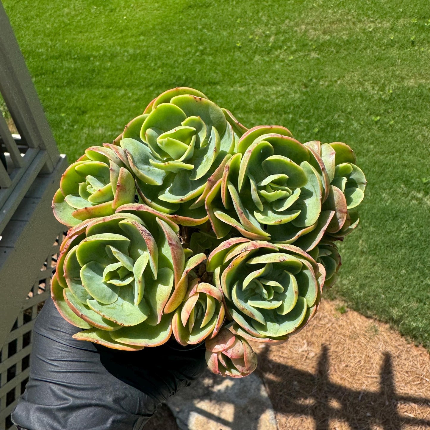 Rare live succulent, Echeveria 'Peach Pride' cluster, 5.8inches, Bare Root