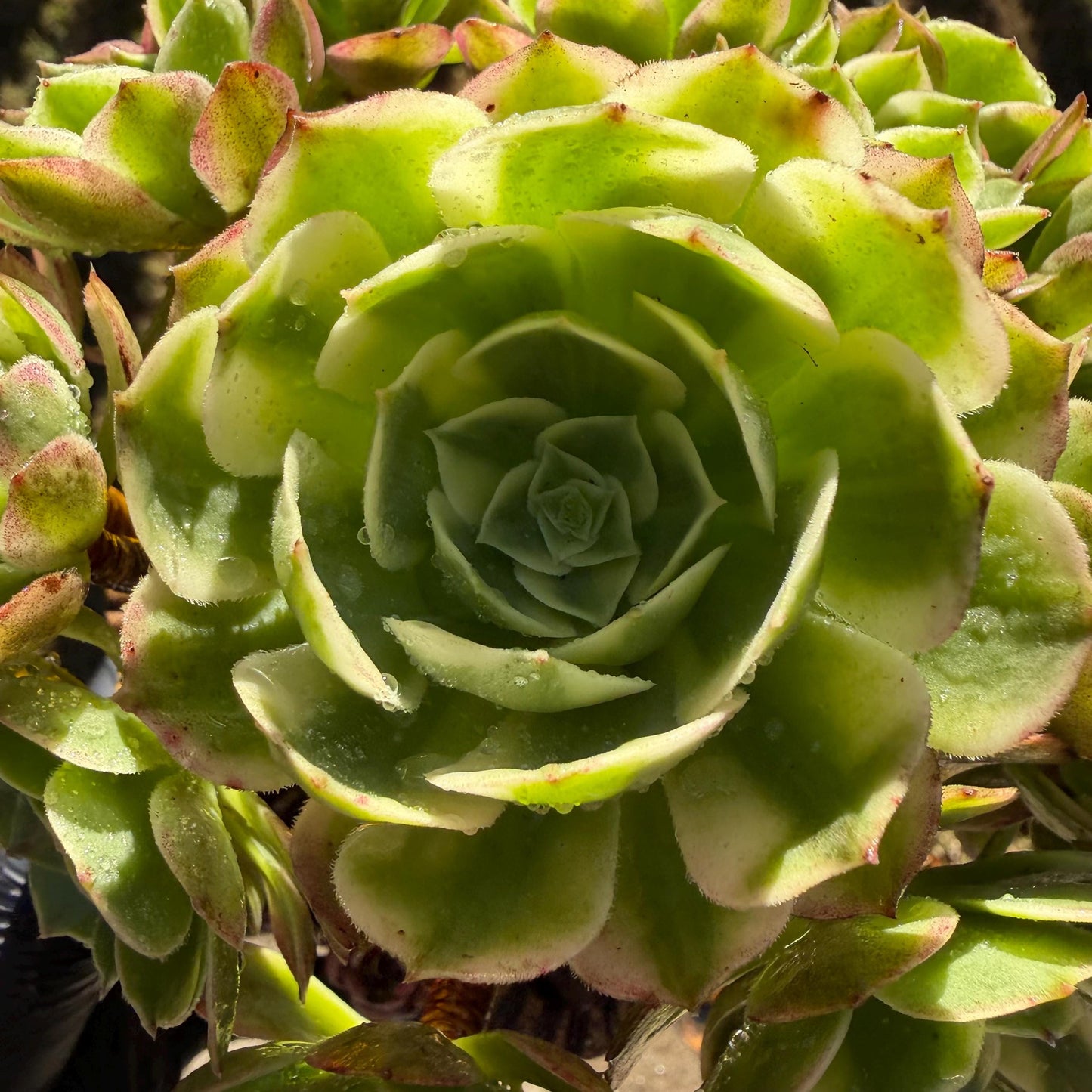 Aeonium' sea king ', big cluster, 6inches,