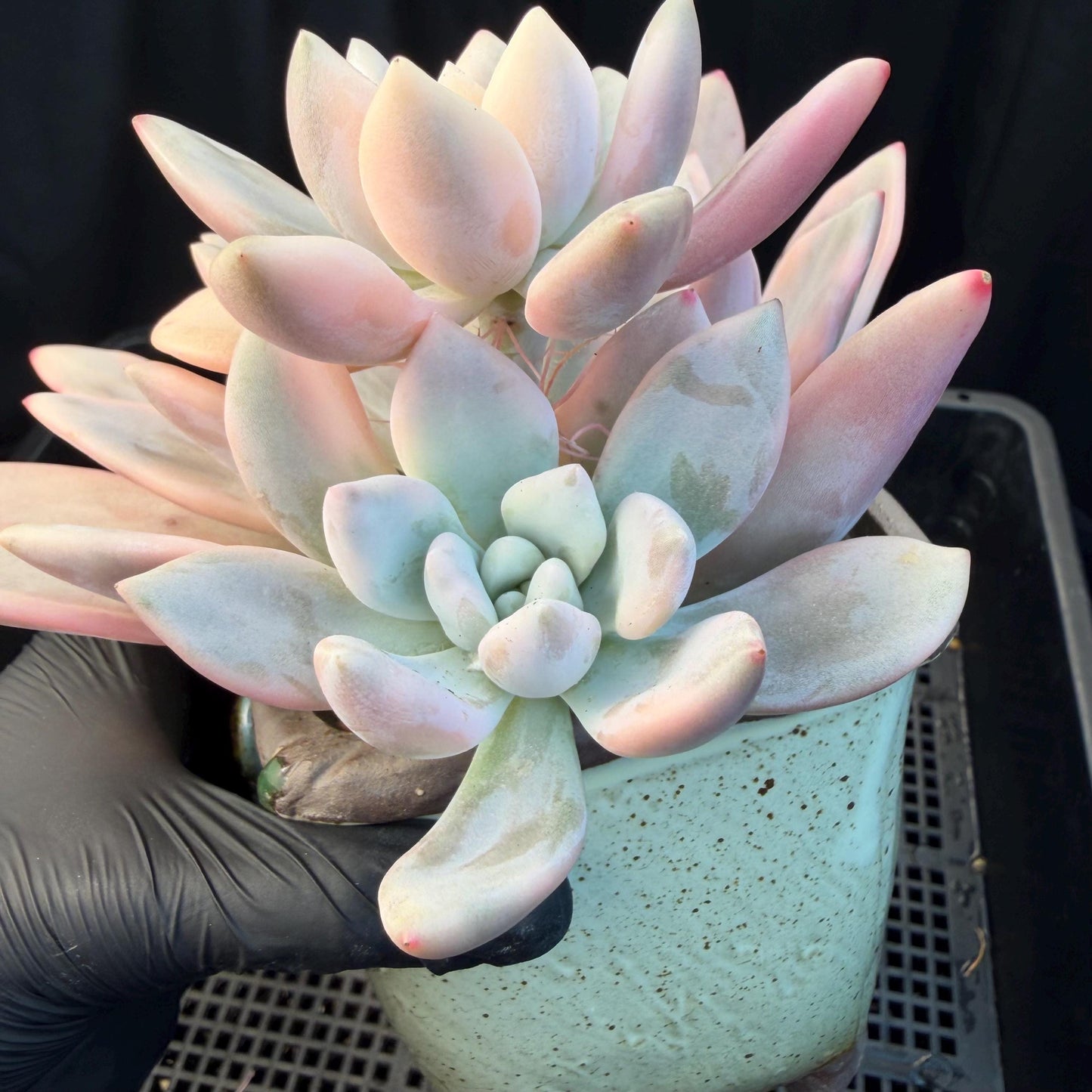 Echeveria ‘opalina variegated’ cluster, 4heads, length 6inches, P11