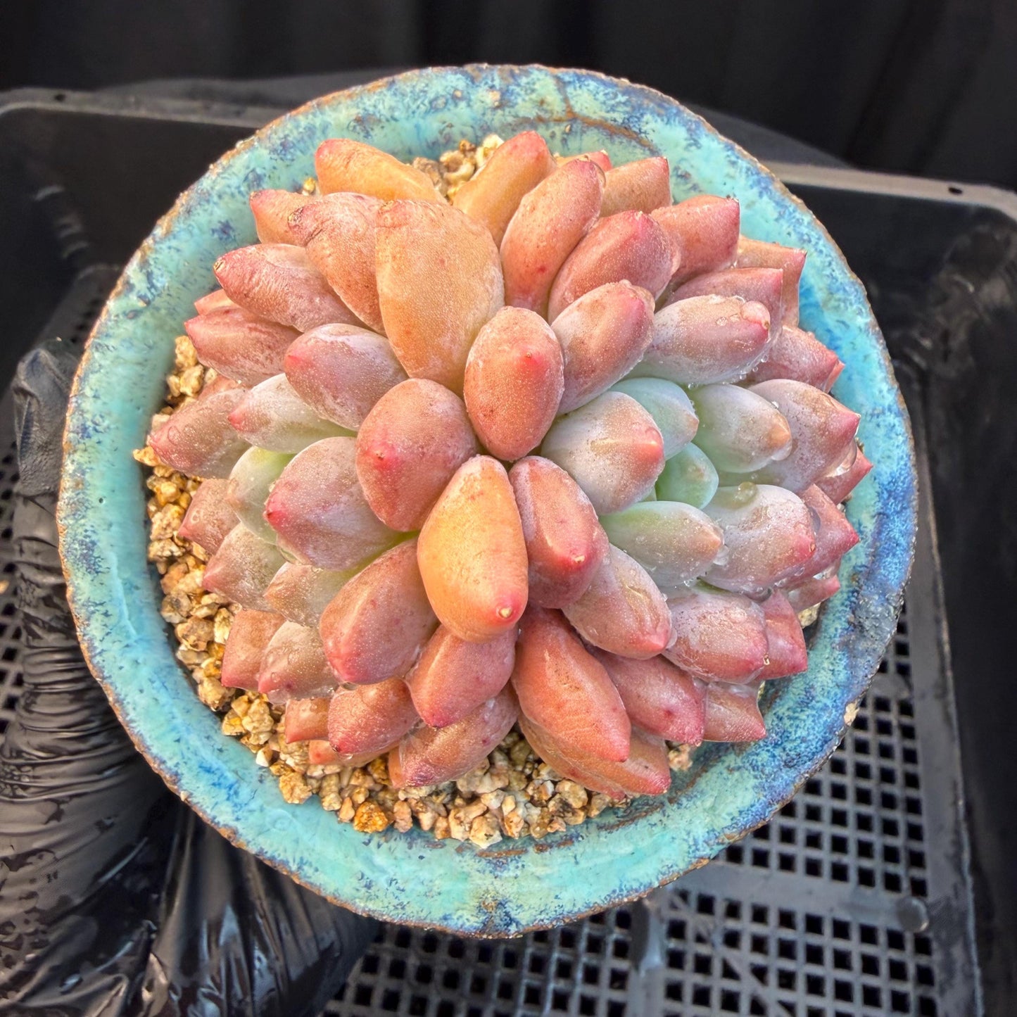 Echeveria ‘Pinellia.’, 2heads, , M03, 3.1in