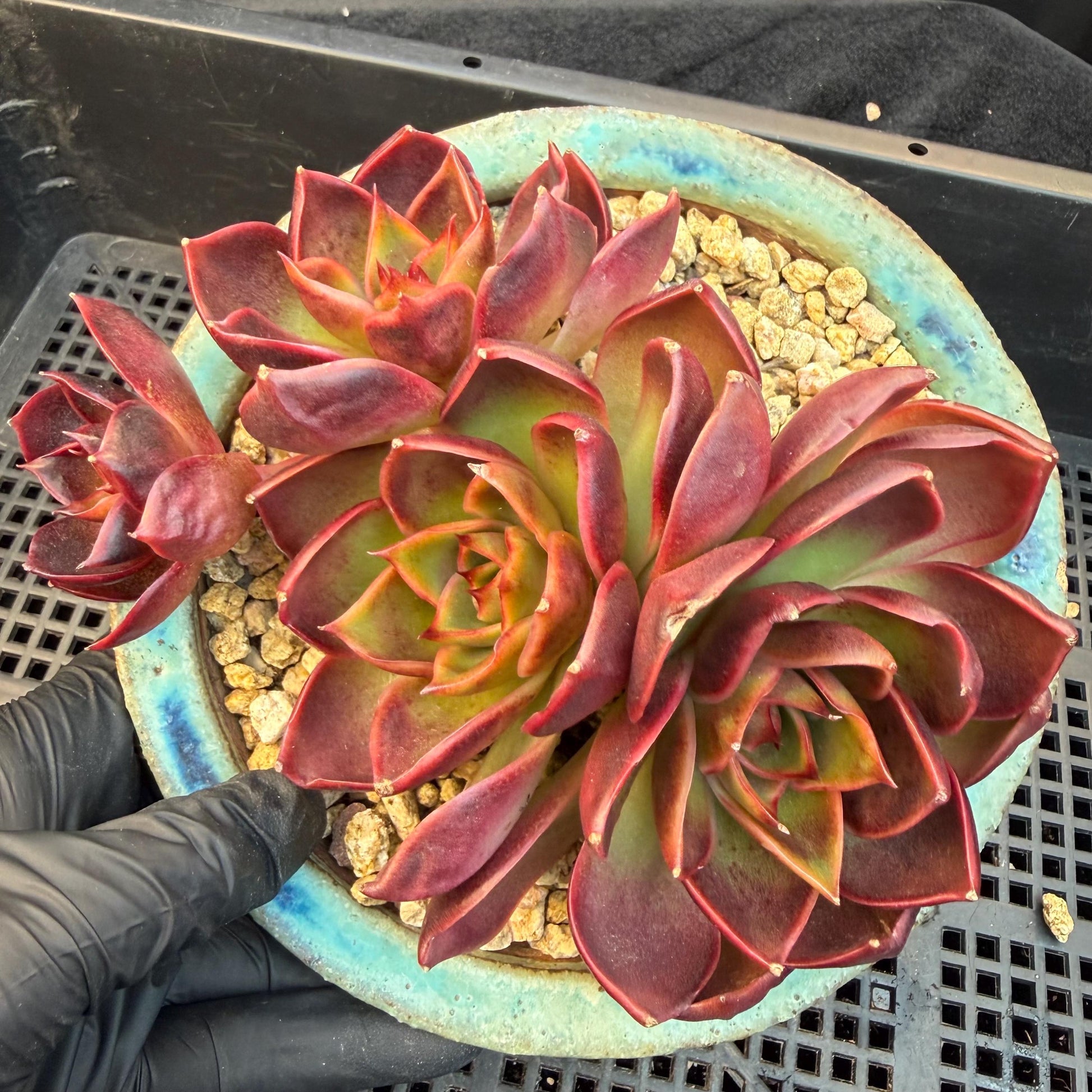 a2db05ca-0ff0-42ee-af1a-9b7a1beb9eb3