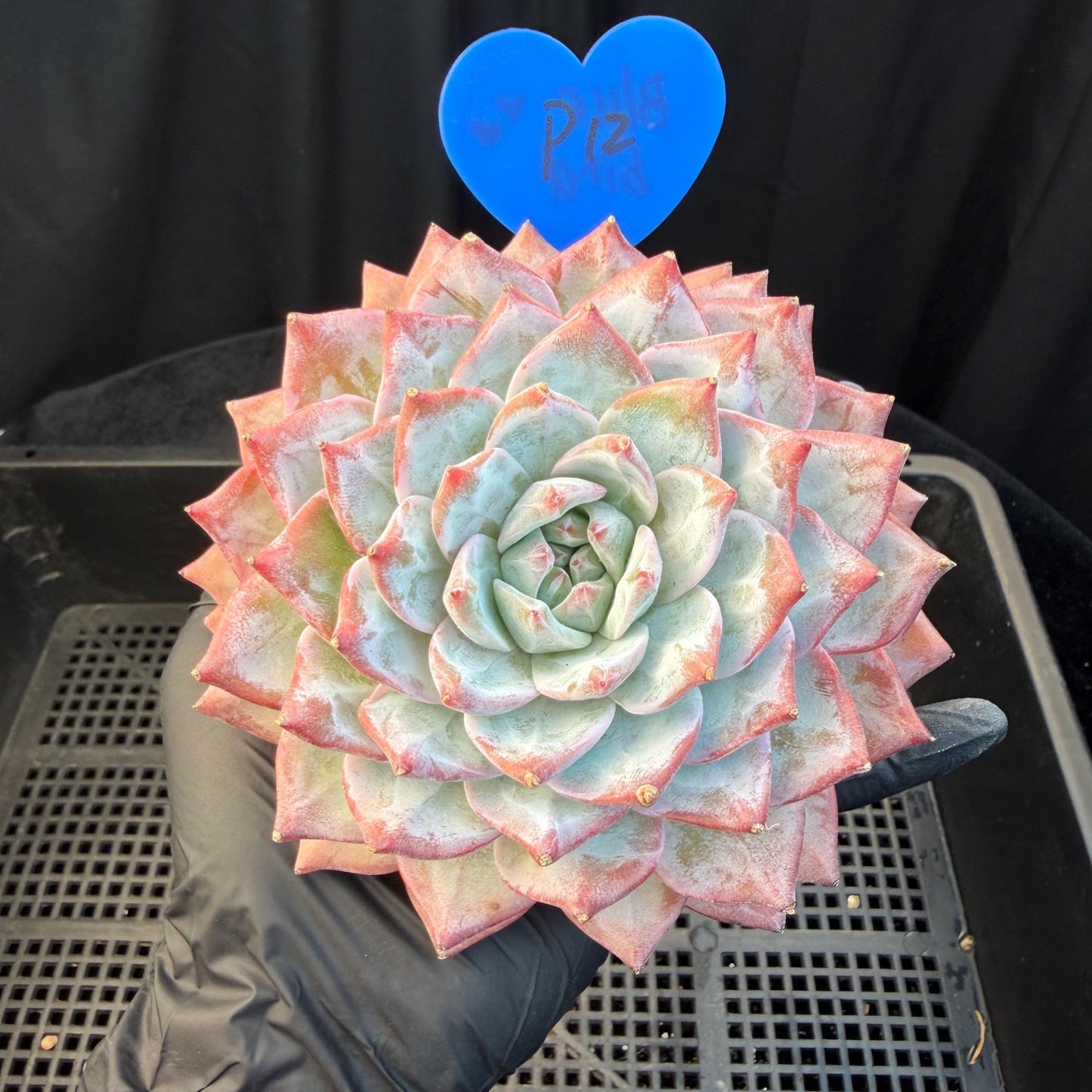 a4a2a8cb-baf8-4906-b525-860aa65b9895