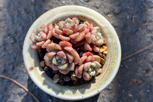 Echeveria 'Bloody 'Clusters , NEW Hybrid, 2.5inches, Bare Root, Imported Rare Succulent