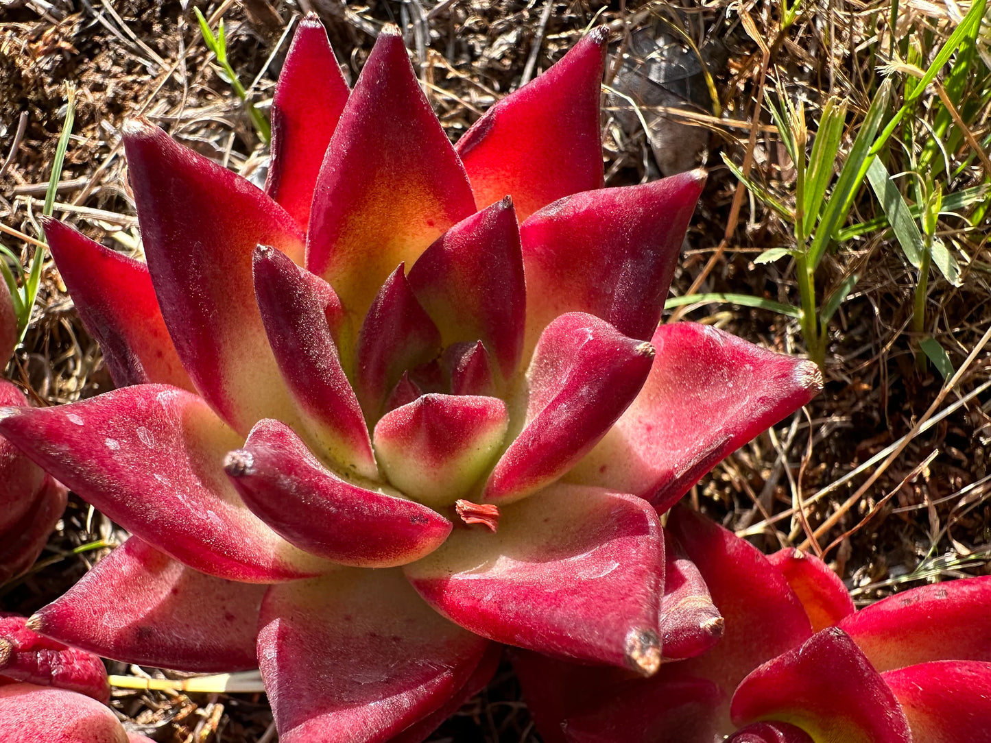 Echeveria 'Rubin', 2.0-2.2 Inches, Bare Root, Imported succulent